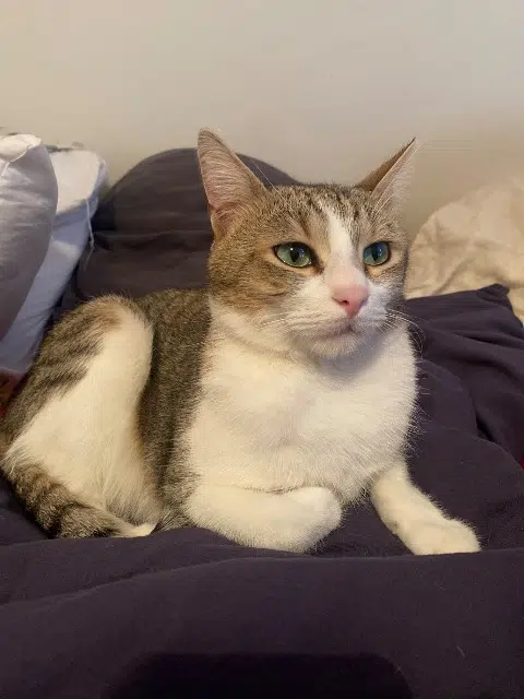 chat lost   37390 Notre-Dame-d'Oé Némo