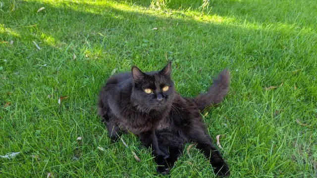 chat lost   37270 Véretz Néo