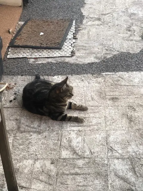 chat lost   37390 Charentilly Obama