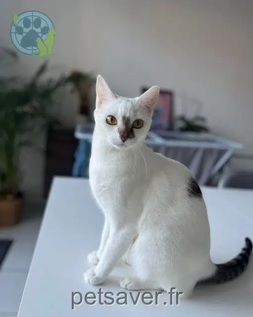 chat lost   37540 Saint-Cyr-sur-Loire Olaf