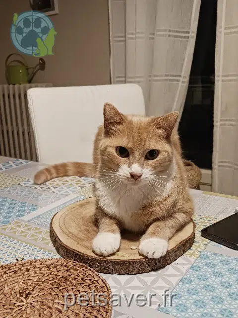chat lost   37170 Chambray-lès-Tours Orson