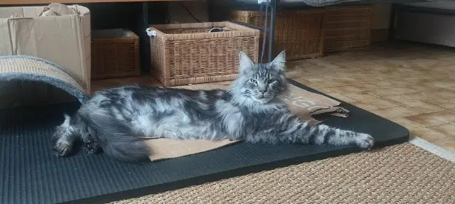 chat lost   37110 Neuville-sur-Brenne Oslo