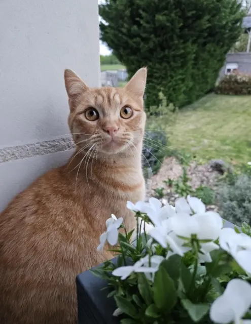 chat lost   37190 Azay-le-Rideau Pablo