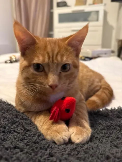 chat lost   37270 Saint-Martin-le-Beau polochon