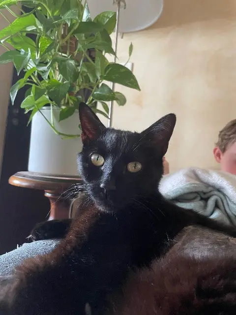 Kater vermisst 37510 Ballan-Miré Pumba Kater lost 37510 Ballan-Miré Pumba