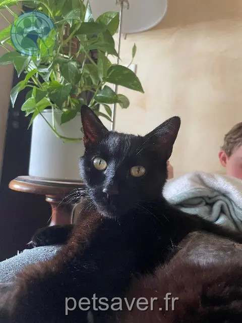 kater vermist 37510 Ballan-Miré Pumba kater lost 37510 Ballan-Miré Pumba