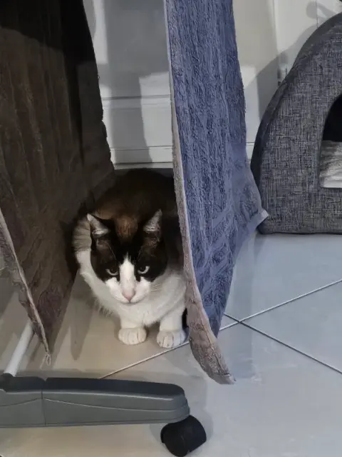 chat lost   37530 Nazelles-Négron Rambo