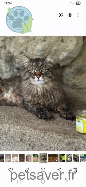 gatto lost   37500 Saint-Germain-sur-Vienne Ringo