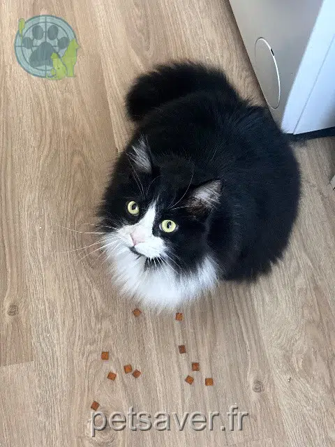 Kater lost   37370 Chemillé-sur-Dême Rocket