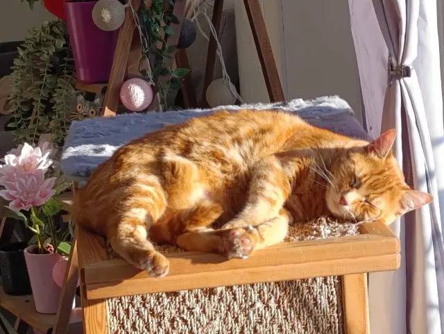 chat lost   37310 Courçay Roucky