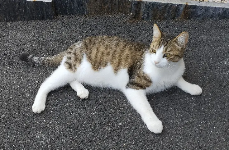 Chat Perdu 37 Indre-et-Loire - Ruben Chat Perdu 37 Indre-et-Loire - Ruben