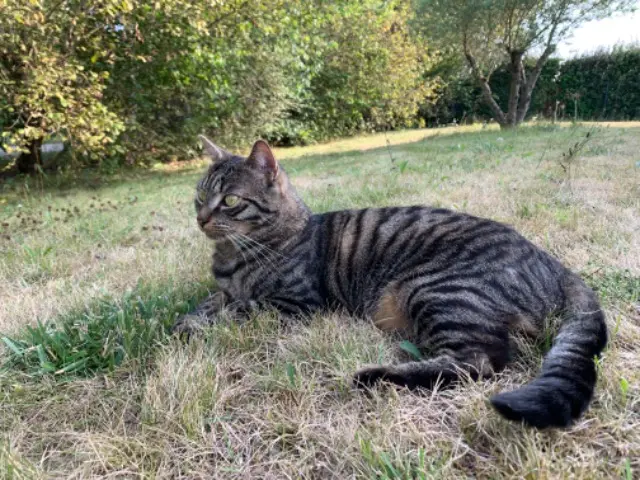 chat lost   37380 Reugny Sachat( identification vétérinaire: Scooby)