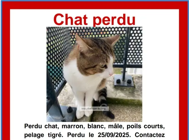 chat lost   37340 Savigné-sur-Lathan Simba