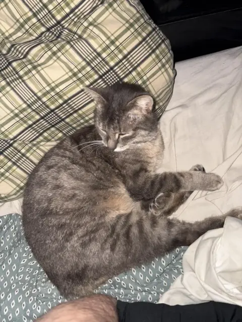 chat lost   37380 Monnaie SNOW