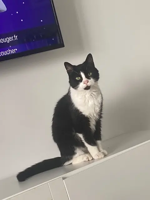 kater vermist 37250 Veigné Soho kater lost 37250 Veigné Soho