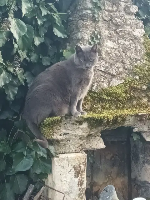 chat lost   37150 Bléré Speed