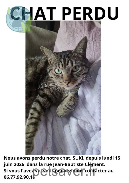 gatto lost   37300 Joué-lès-Tours Suki