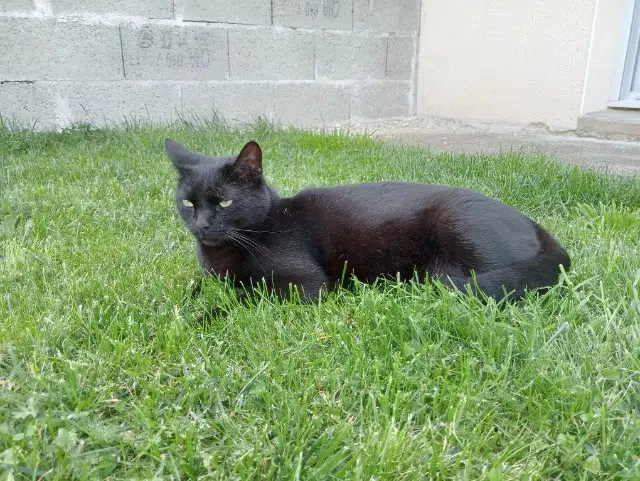 chat lost   37150 Civray-de-Touraine Sunny