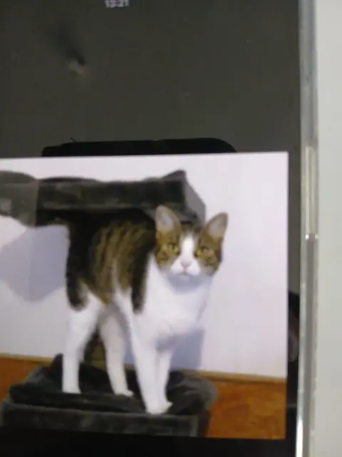 chat lost   37150 Bléré Sushi