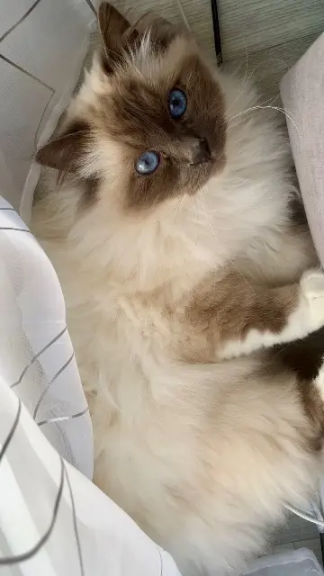 chat lost   37800 Draché Swieta