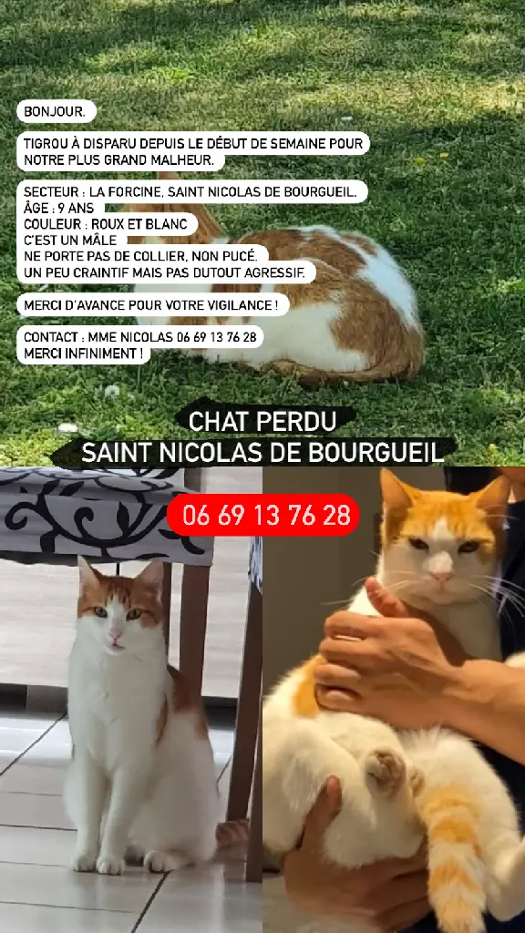 Chat Perdu 37 Indre-et-Loire - Tigrou Chat Perdu 37 Indre-et-Loire - Tigrou