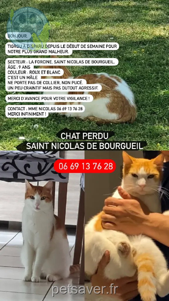 Chat Perdu 37 Indre-et-Loire - Tigrou Chat Perdu 37 Indre-et-Loire - Tigrou