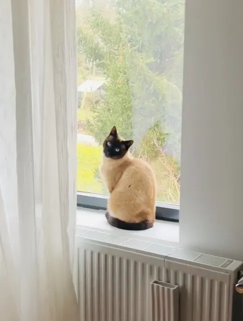 chat lost   37510 Ballan-Miré Timon