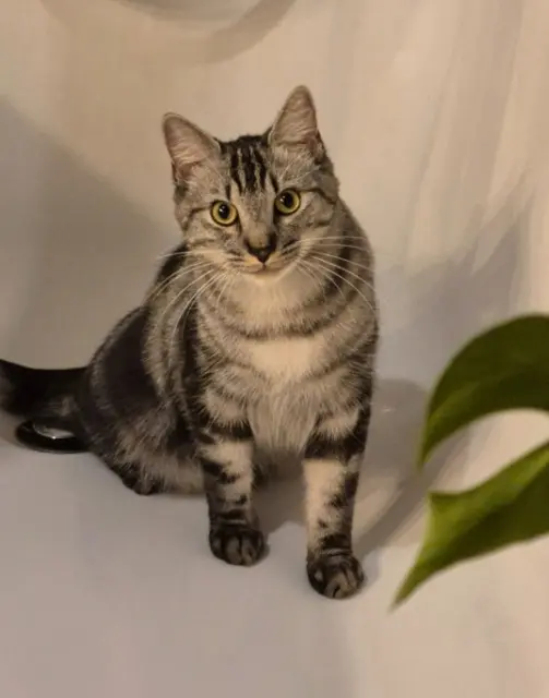 chat lost   37130 Cinq-Mars-la-Pile Tinto