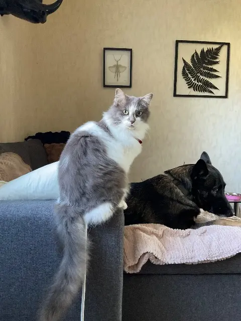 chat lost   37350 Le Grand-Pressigny Tokyo