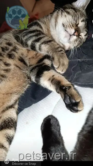 gato perdido Tours Arlo gato lost Tours Arlo