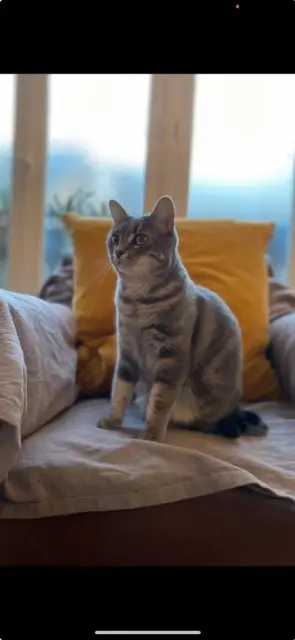 gatto perso Tours Bouh gatto lost Tours Bouh