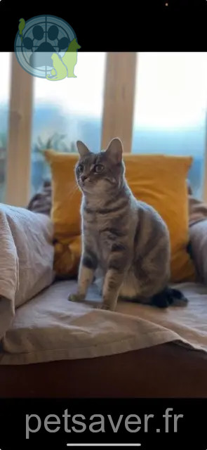 kater vermist Tours Bouh kater lost Tours Bouh