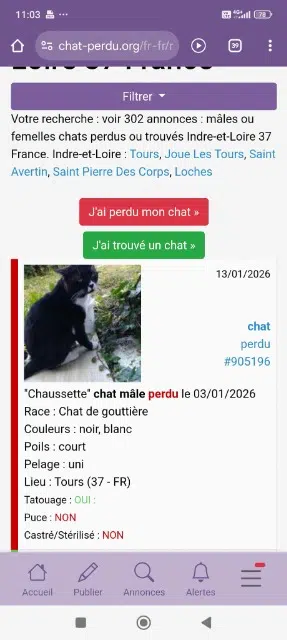 chat lost    Tours Chaussette