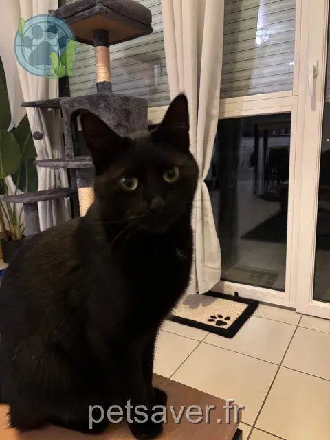gato lost    Tours Gotham