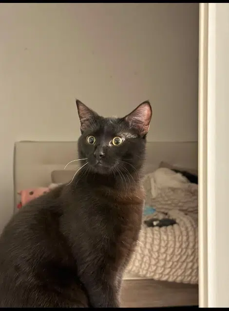 chat lost    Tours Krokmou