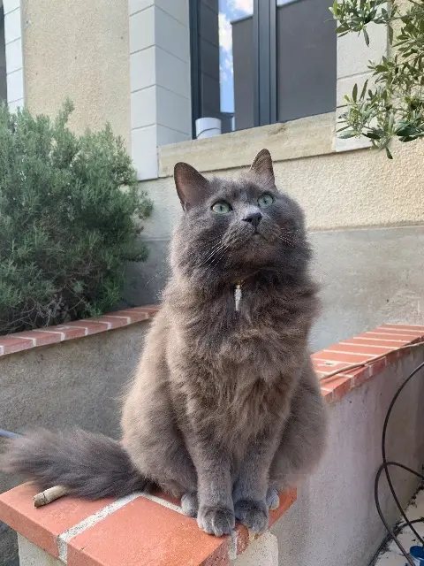 chat lost    Tours Lazaro