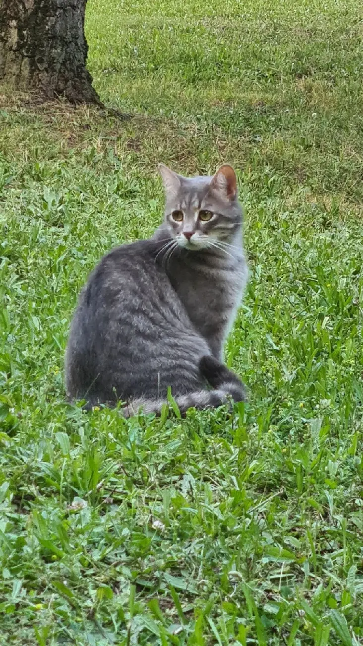 Chat Perdu 37 Indre-et-Loire Tours - Minou Chat Perdu 37 Indre-et-Loire Tours - Minou