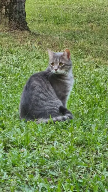 chat lost    Tours minou