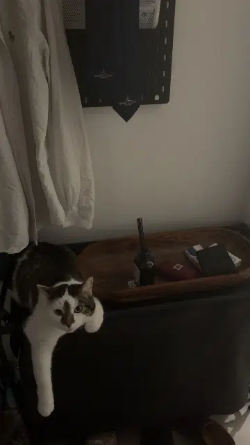 chat lost    Tours Roméo