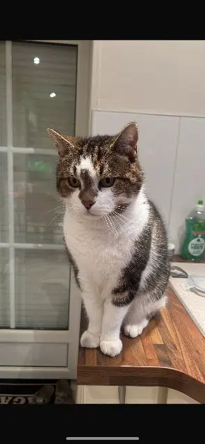 chat lost    Tours Simba