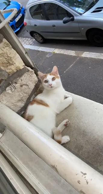 chat lost    Tours Sinbad