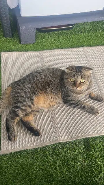 chat lost    Tours Sky