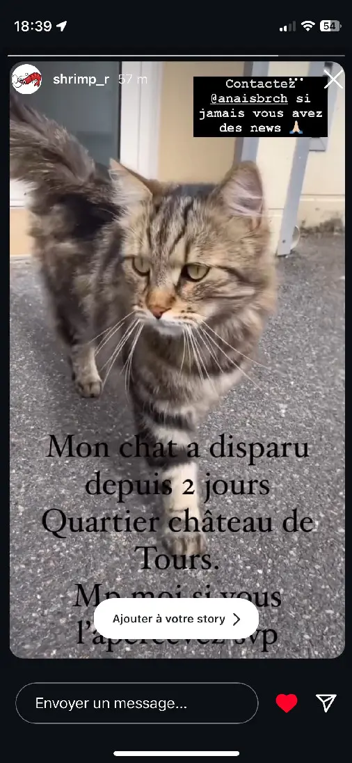 Chat Perdu 37 Indre-et-Loire Tours - Soka Chat Perdu 37 Indre-et-Loire Tours - Soka