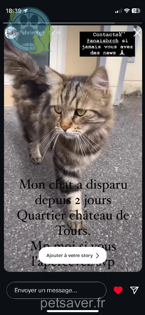 Chat Perdu 37 Indre-et-Loire Tours - Soka Chat Perdu 37 Indre-et-Loire Tours - Soka