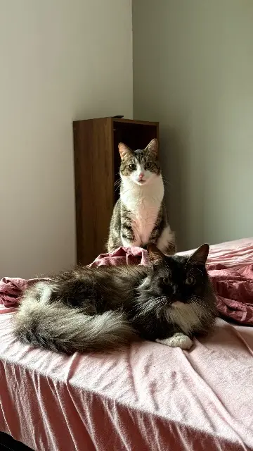 chat lost    Tours Urus et nobu