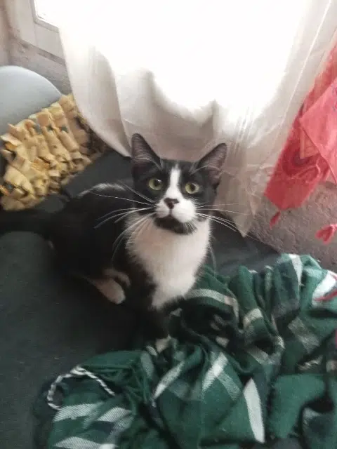 chat lost    Tours Zozo