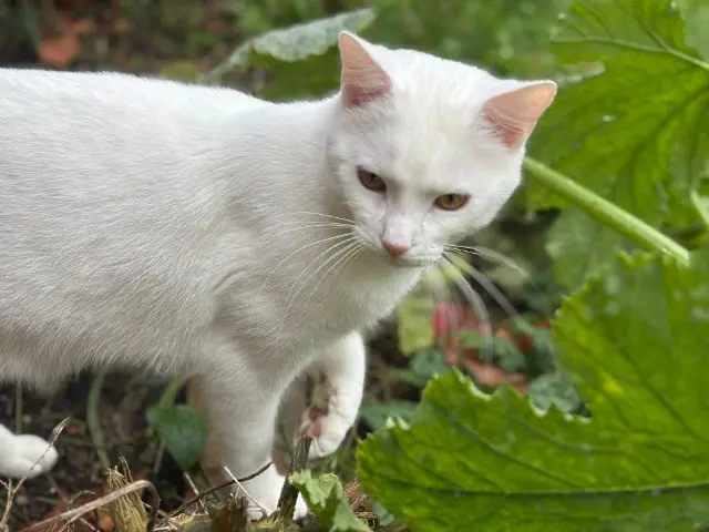 chat lost    Tours Zuko