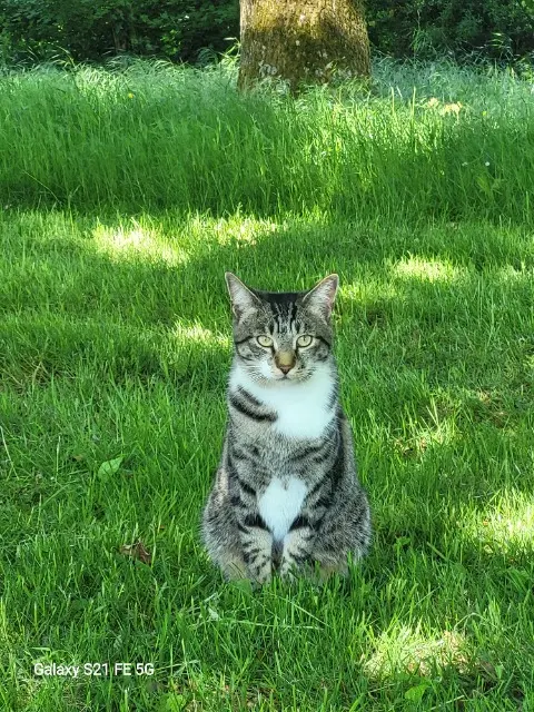 chat lost   37360 Neuillé-Pont-Pierre Uma