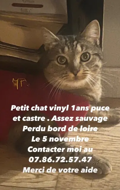 chat lost   37140 Chouzé-sur-Loire Vinyl