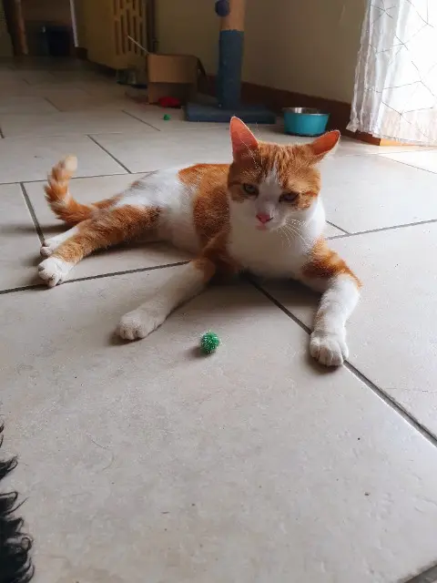 chat lost   37340 Cléré-les-Pins Wally